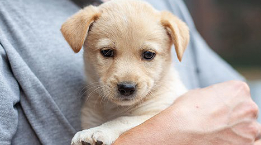 pet adoption