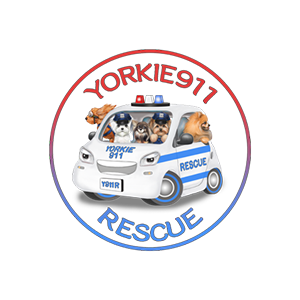 yorkie911